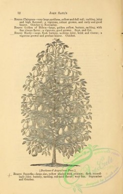 botanical-19592 - black-and-white 005-Pear Tree