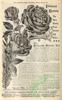 botanical-19619 - black-and-white 032-Rose