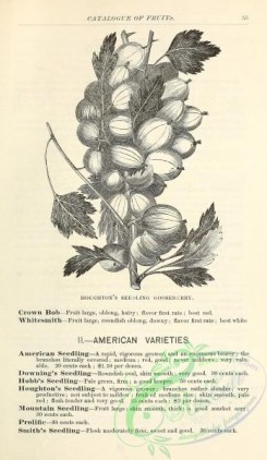botanical-19690 - black-and-white 106-Gooseberry