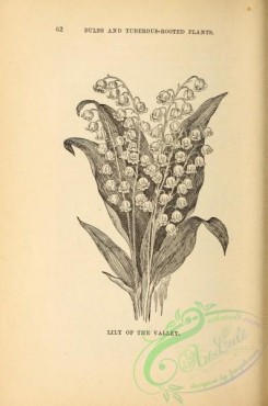 botanical-19715 - black-and-white 131-Lily of the Valley
