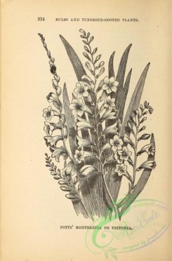 botanical-19722 - black-and-white 138-Potts' Montbretia or Tritonia