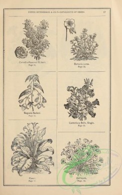 botanical-19779 - black-and-white 205-Balsam, bartonia, begonia, canterbury, canna, caliopsis