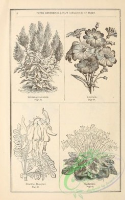 botanical-19780 - black-and-white 206-Cianthus, Cyclamen, celosia, cineraria