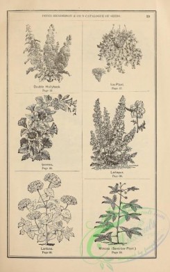 botanical-19783 - black-and-white 209-hollyhock, Ice-plant, ipomoea, larkspur, lantana, mimosa