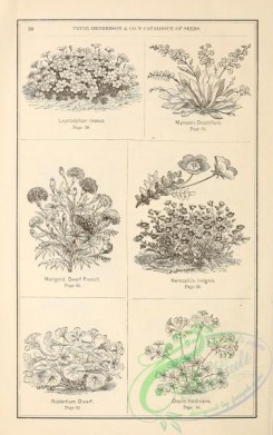 botanical-19784 - black-and-white 210-leptosiphon, myosotis, marigold, nemophila, nasturtium, oxalis