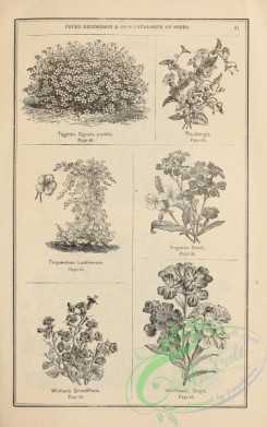 botanical-19787 - black-and-white 213-tagetes, thunbergia, tropaeolum, virginia, whitlavia, wallflower