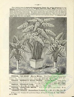 botanical-19801 - black-and-white 227-Freesia