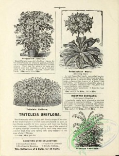 botanical-19803 - black-and-white 229-Triteleia, Tropaeolum, Dodecathean