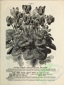 botanical-19808 - black-and-white 234-Cyclamen