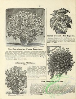 botanical-19813 - black-and-white 239-Lantana, Begonia, Allamanda, Geranium