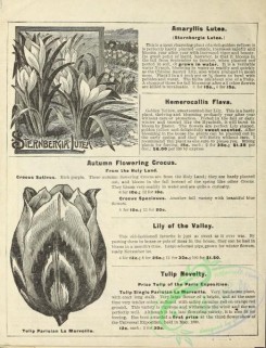 botanical-19818 - black-and-white 244-Sternbergia