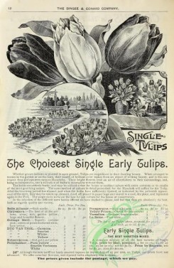 botanical-19828 - black-and-white 254-Tulips