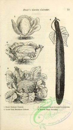botanical-19835 - black-and-white 262-Cabbage, Cucumber, Cauliflower
