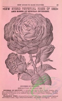 botanical-19914 - black-and-white 051-Roses
