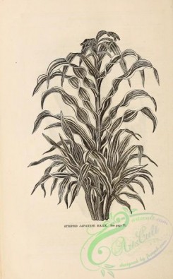botanical-20157 - black-and-white 035-Japanese Maize