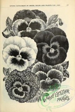 botanical-20265 - black-and-white 144-Pansies