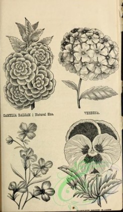 botanical-20351 - black-and-white 232-Camelia Balsam, Verbena