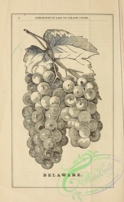 botanical-20368 - black-and-white 249-Grapes
