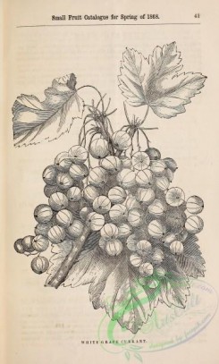 botanical-20393 - black-and-white 275-White Grape Currant