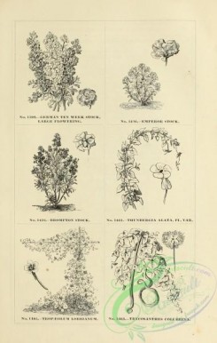 botanical-20481 - black-and-white 067-stock, tropaeolum, trycosanthes