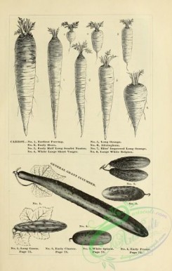 botanical-20491 - black-and-white 077-Carrot, Cucumber