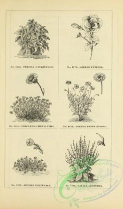 botanical-20528 - black-and-white 061-perilla, podolepis, portulaca, poppy, petunia