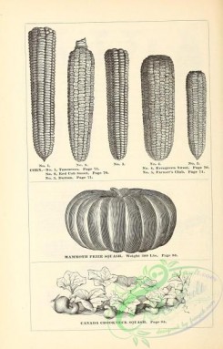 botanical-20545 - black-and-white 078-Corn, Squash