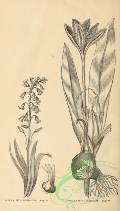 botanical-20594 - black-and-white 126-Scilla, Colchicum