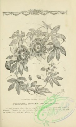 botanical-20619 - black-and-white 151-Passiflora