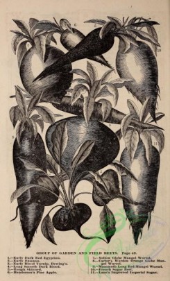 botanical-20641 - black-and-white 173-Beets