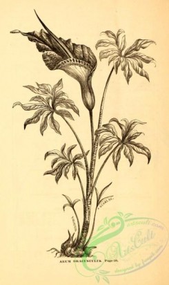 botanical-20663 - black-and-white 195-Arum Dracunculus
