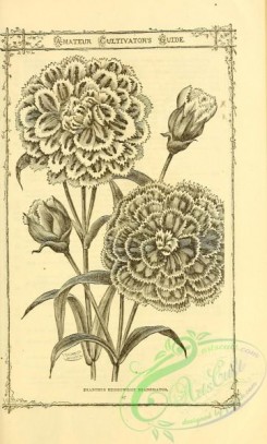botanical-20906 - black-and-white 220-Dianthus Heddewegii