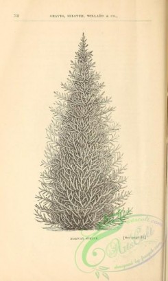botanical-20938 - black-and-white 260-Norway Spruce