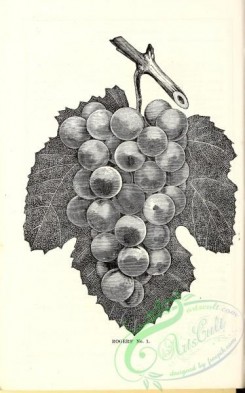 botanical-20975 - black-and-white 012-Grapes