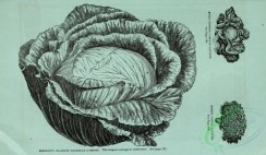 botanical-20997 - black-and-white 046-Cabbage