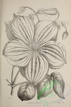 botanical-21024 - black-and-white 082-Clematis