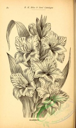 botanical-21093 - black-and-white 175-Gladiolus
