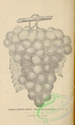 botanical-21103 - black-and-white 185-Grapes