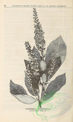 botanical-21164 - black-and-white 274-Clethra Alnifolia