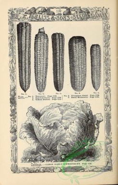 botanical-21189 - black-and-white 033-Corn, Cabbage