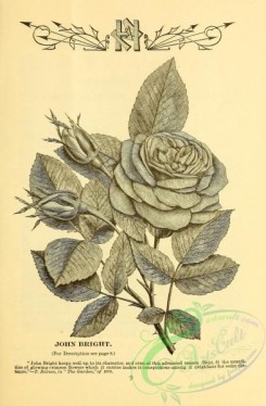 botanical-21223 - black-and-white 070-Rose
