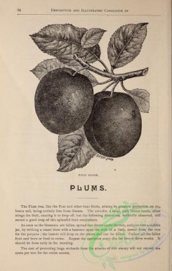botanical-21282 - black-and-white 130-Plums