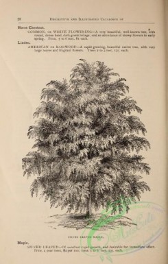 botanical-21287 - black-and-white 136-Maple tree