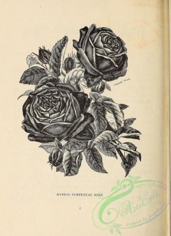 botanical-21329 - black-and-white 192-Roses