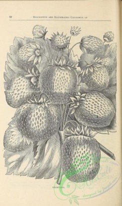 botanical-21417 - black-and-white 054-Strawberry