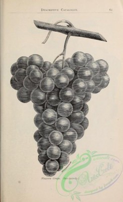 botanical-21420 - black-and-white 059-Grape