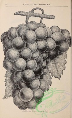 botanical-21421 - black-and-white 060-Grape
