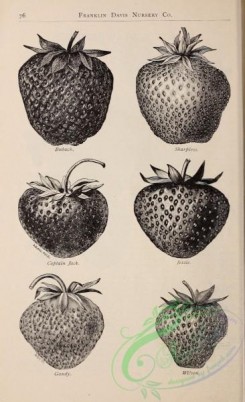 botanical-21425 - black-and-white 064-Strawberry