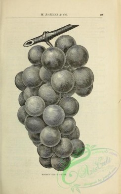 botanical-21449 - black-and-white 091-Grapes