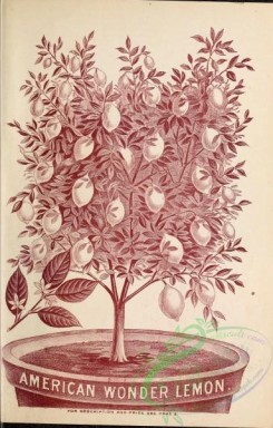 botanical-21658 - black-and-white 063-Lemon Tree